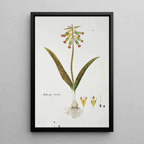 Lachenalia aloides Lf Engl var aloides Opal flowers - Robert Jacob Gordon — framed artwork on a wall