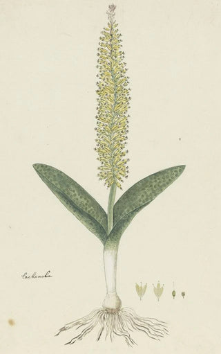 Robert Jacob Gordon - Lachenalia arbuthnotiae WF Barker Hyacinth.webp
