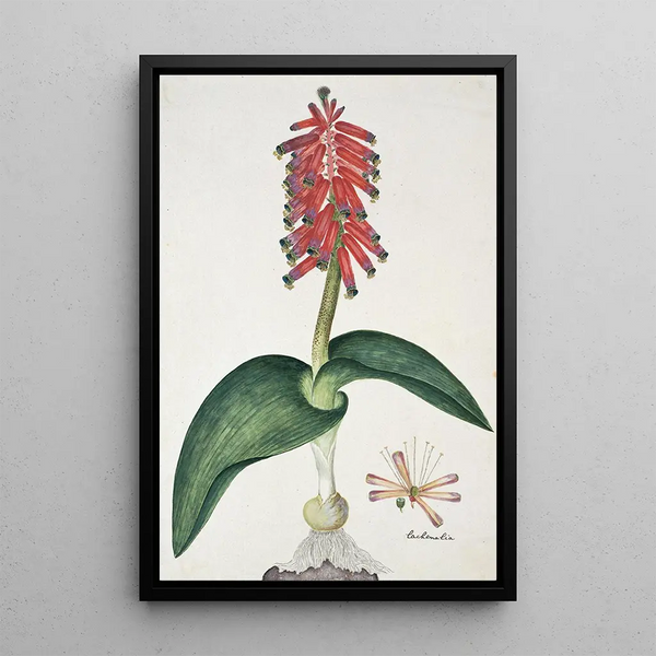 Lachenalia bulbifera Cirillo Engl - Robert Jacob Gordon — framed artwork on a wall