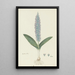 Lachenalia mediana Jacq - Robert Jacob Gordon — framed artwork on a wall