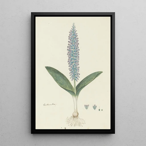 Lachenalia mediana Jacq - Robert Jacob Gordon — framed artwork on a wall