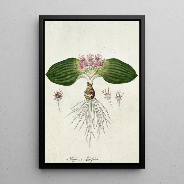 Massonia depressa Houtt - Robert Jacob Gordon — framed artwork on a wall