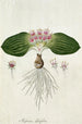 Massonia depressa Houtt - Robert Jacob Gordon — artwork view