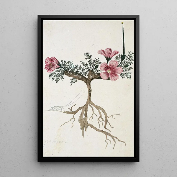Monsonia multifidum EMey ex Kunth with an insect - Robert Jacob Gordon — framed artwork on a wall