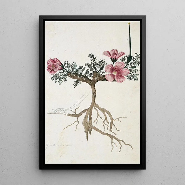 Monsonia multifidum EMey ex Kunth with an insect - Robert Jacob Gordon — framed artwork on a wall