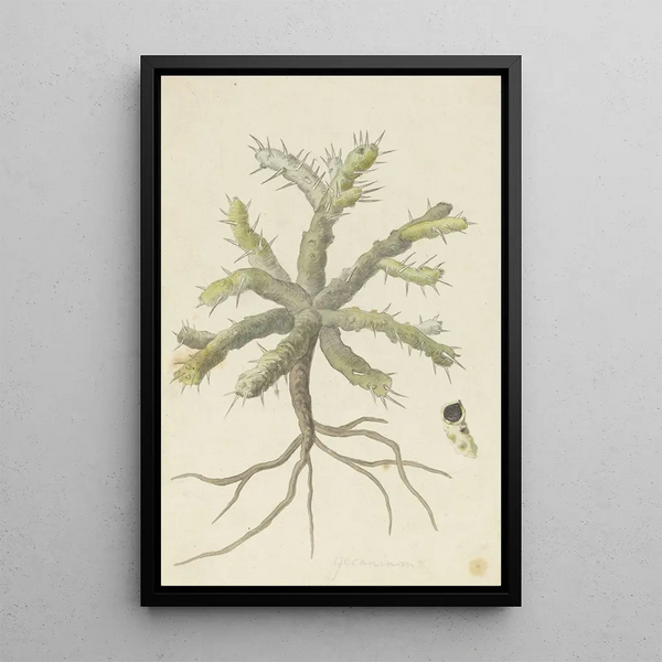 Monsonia patersonii or Monsonia sp - Robert Jacob Gordon — framed artwork on a wall
