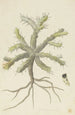 Monsonia patersonii or Monsonia sp - Robert Jacob Gordon — artwork view