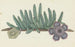 Orbea verrucosa Masson LC LeachSHirsute stapelia - Robert Jacob Gordon — artwork view