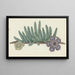 Orbea verrucosa Masson LC LeachSHirsute stapelia - Robert Jacob Gordon — framed artwork on a wall