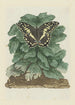 Papilio demodocus Christmas butterfly on an unidentified plant - Robert Jacob Gordon — artwork view