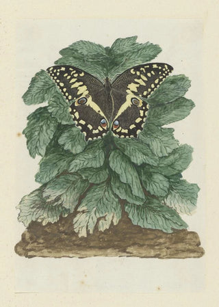 Robert Jacob Gordon - Papilio demodocus Citrus or Christmas butterfly on an unidentified plant.webp