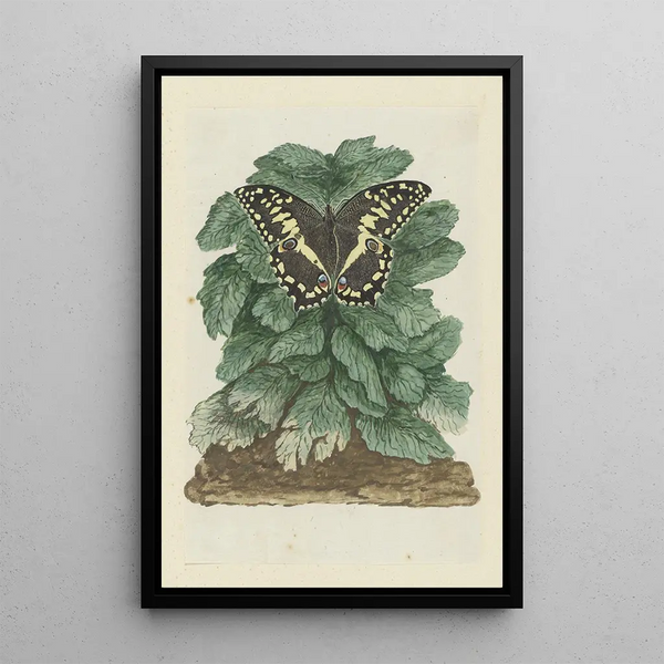 Papilio demodocus Christmas butterfly on an unidentified plant - Robert Jacob Gordon — framed artwork on a wall