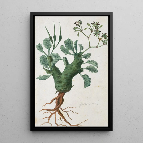 Pelargonium klinghardtense Knuth - Robert Jacob Gordon — framed artwork on a wall