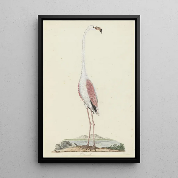 Phoenicopterus ruber roseus Flamingo rose - Robert Jacob Gordon — framed artwork on a wall