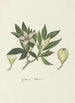 Rothmannia capensis Thunb formerly gardenia capensis Druce Wild gardenia or Rothmannia common - Robert Jacob Gordon — artwork view