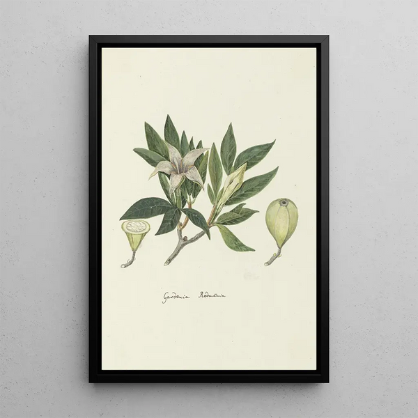 Rothmannia capensis Thunb formerly gardenia capensis Druce Wild gardenia or Rothmannia common - Robert Jacob Gordon — framed artwork on a wall