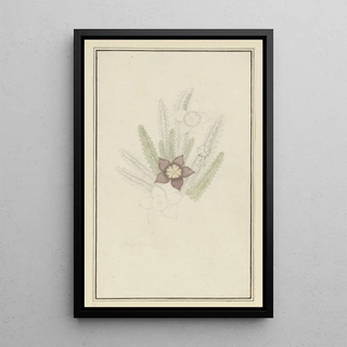 Robert Jacob Gordon - Stapelia hirsute L Starfish flower.webp