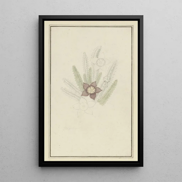 Stapelia hirsute L Starfish flower - Robert Jacob Gordon — framed artwork on a wall
