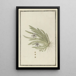 Robert Jacob Gordon - Stapelia paniculata WilldSmall starfish flower.webp