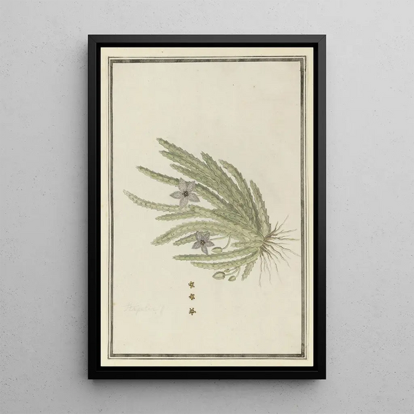Stapelia paniculata Willd Petite fleur étoile de mer - Robert Jacob Gordon — framed artwork on a wall
