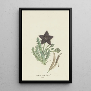 Robert Jacob Gordon - Tridentea gemmiflora Masson HawStapelia gemmiflora.webp