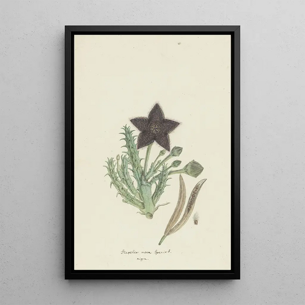 Tridentea gemmiflora Masson Haw Stapelia gemmiflora - Robert Jacob Gordon — framed artwork on a wall