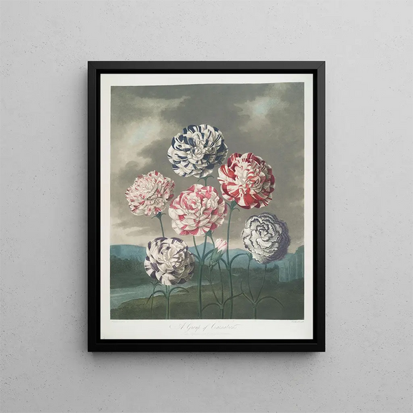 A group of carnations - Robert John Thornton — framed artwork on a wall