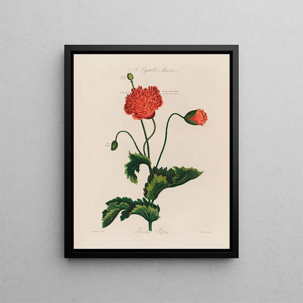 A monstrous vegetable garden Poppy - Robert John Thornton — framed artwork on a wall