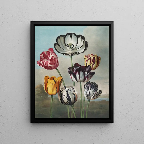 a group of tulips (case conflict) - Robert John Thornton — framed artwork on a wall