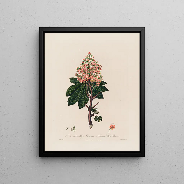 Aesculus Hippocastanum or Common Horse Chestnut - Robert John Thornton — framed artwork on a wall