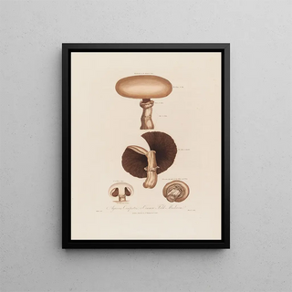 Robert John Thornton - Agaricus Campestris or Common Field Mushroom.webp