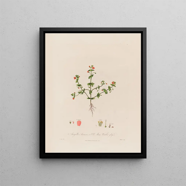 Anagallis arvensis ou verre de vieux homme - Robert John Thornton — framed artwork on a wall