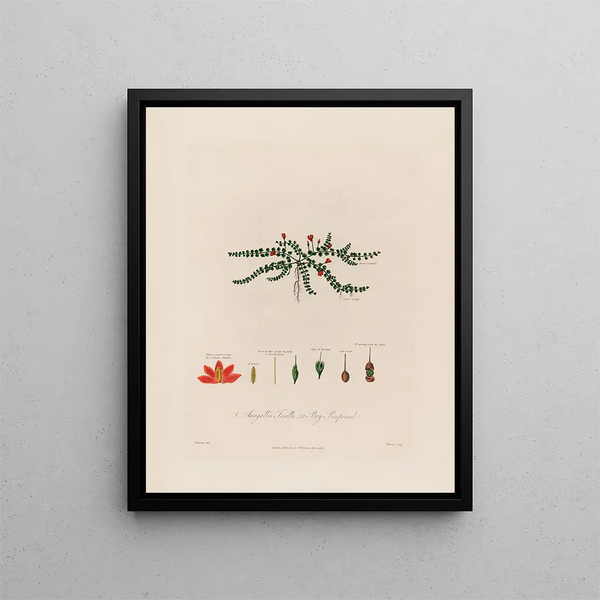 Anagallis tenella or bog pimpernel - Robert John Thornton — framed artwork on a wall