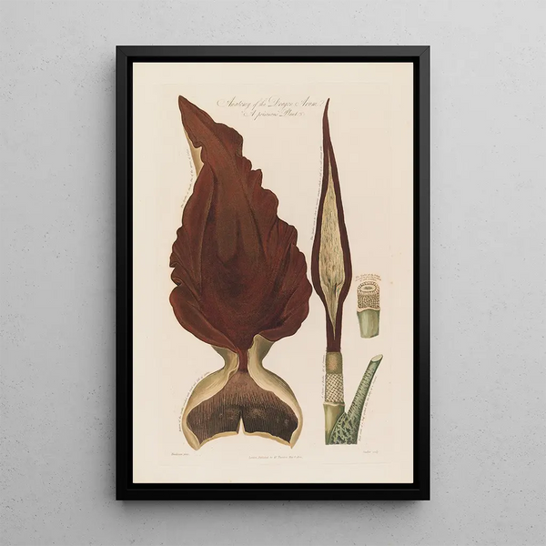 Anatomy of the Dragon Arum, a toxic plant - Robert John Thornton — framed artwork on a wall