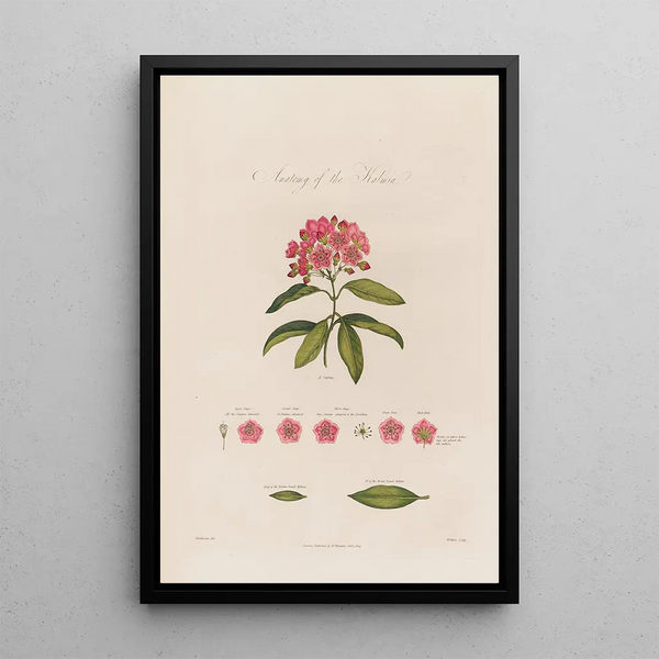 Anatomy of the Kalmia - Robert John Thornton — framed artwork on a wall