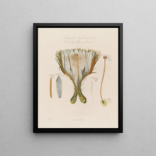 Robert John Thornton - Anatomy of the Nightblowing Cereus or Cactus Grandiflora of Linnaeus.webp