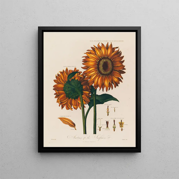 Anatomy of the Sunflower - Robert John Thornton — framed artwork on a wall