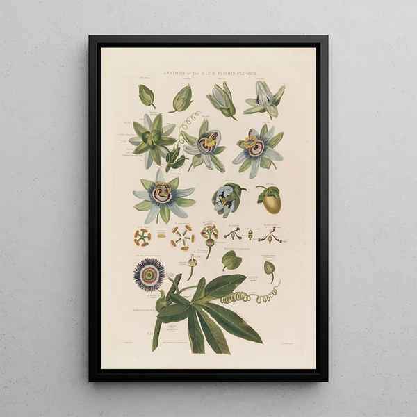 Anatomy of the Blue Passionflower - Robert John Thornton — framed artwork on a wall