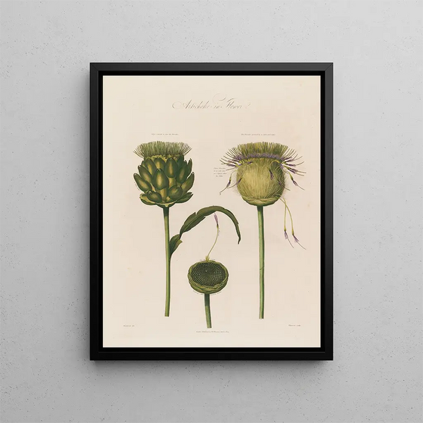 Artichoke in bloom - Robert John Thornton — framed artwork on a wall