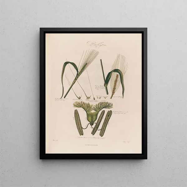 Oats - Robert John Thornton — framed artwork on a wall