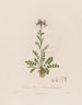 Cardamine pratensis or meadowsweet - Robert John Thornton — artwork view