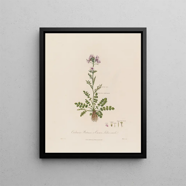 Cardamine pratensis or meadowsweet - Robert John Thornton — framed artwork on a wall