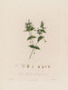 Cerastium aquaticum ou cerastium des marais - Robert John Thornton — artwork view
