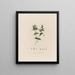 Cerastium aquaticum ou cerastium des marais - Robert John Thornton — framed artwork on a wall