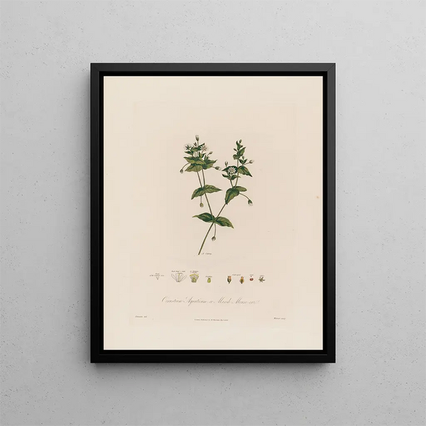 Cerastium aquaticum ou cerastium des marais - Robert John Thornton — framed artwork on a wall