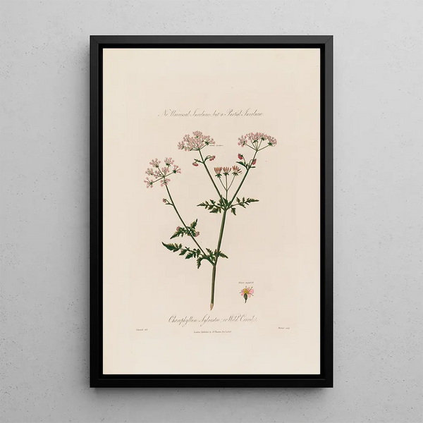 Chaerophyllum Sylvestre or Wild Chervil - Robert John Thornton — framed artwork on a wall