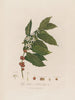 Coffea arabica or Arabian coffee tree - Robert John Thornton — artwork view