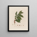 Coffea arabica or Arabian coffee tree - Robert John Thornton — framed artwork on a wall