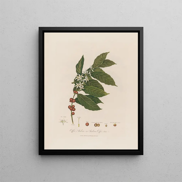 Coffea arabica or Arabian coffee tree - Robert John Thornton — framed artwork on a wall