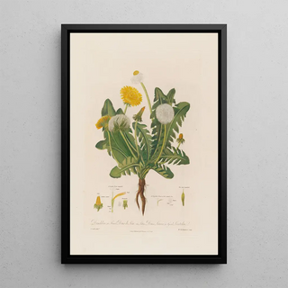 Robert John Thornton - Dandelion in French Dens de Lion in Latin Dens Leonis in Greek Leontoden.webp